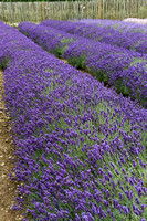 Lavender fields of the Cotswolds