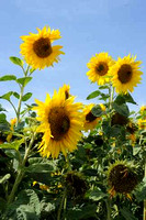 Cotswold Sunflowers