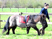 Grand National Ltd Shetland Pony Races 1 and 2