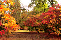 Autumn at Westonbirt Arboretum  -  October 2013