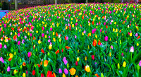 Holland The Dutch bulb gardens April 2022