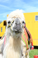 Camel Race